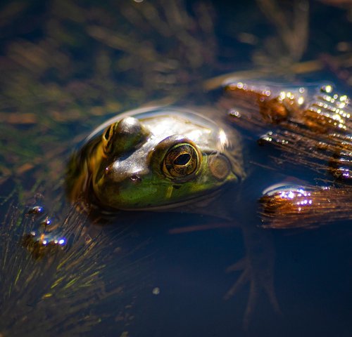 images